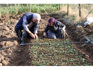Ordu’da salep üretimine başlandı