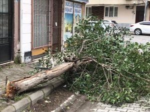 Edremit’te poyraz fırtınası çatıları uçurdu, ağaçları devirdi