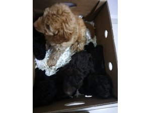 Edirne’de 13 cins köpek yavrusu ve 9 sultan papağanı ele geçirildi