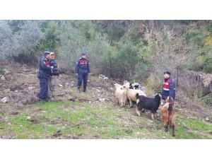 Kayıp keçileri jandarma buldu