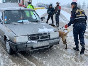 Jandarma trafik ekiplerinden köpekli trafik uygulaması