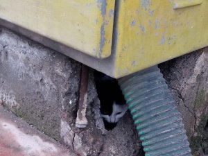 Elektrik trafosuna sıkışan kedi kurtarıldı