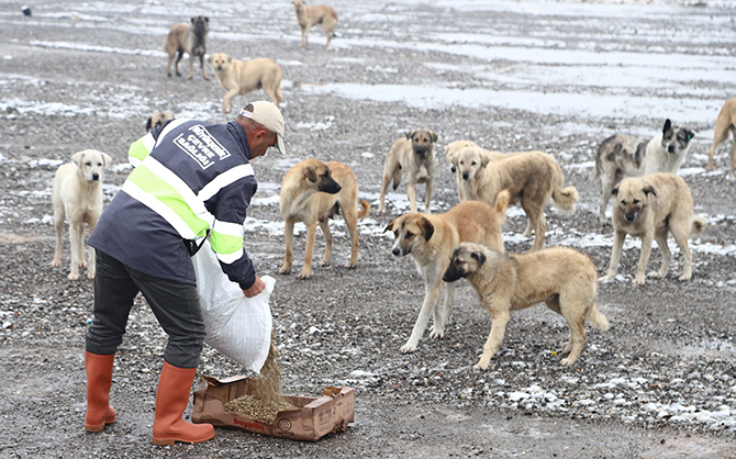 Sahipsiz hayvanlara düzenli olarak yiyecek bırakılıyor