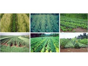 Tarımsal desteklemeler için ’ekim nöbeti’ uygulamasına dikkat