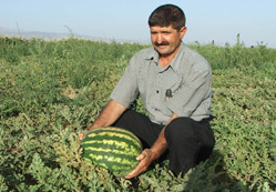 Suğla karpuzu tarlada kaldı
