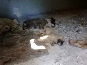İzmir’de 12 yavru köpeğin zehirlenerek öldürüldüğü iddiası