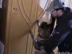 Narkotik arama köpeği Maximilon’dan bingo