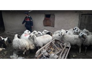 Çaldıkları hayvanları uyuşturucu madde karşılığında takas ettiler