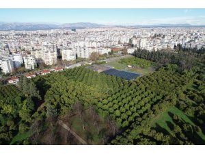"Narenciyenin gen merkezi"nde görsel şölen