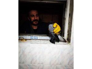 Havalandırma boşluğunda mahsur kalan güvercin itfaiye tarafından kurtarıldı