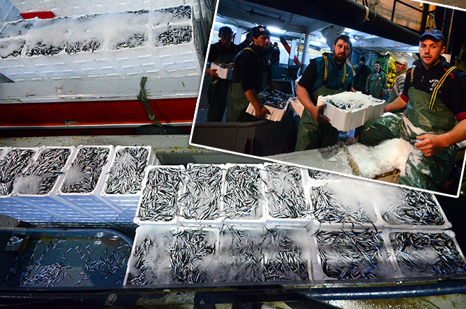 Karadeniz'de hamsi bereketi: 2 günde 200 ton hamsi avlandı
