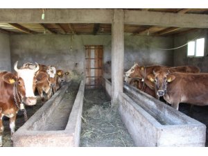 Trabzon’da büyük ve küçükbaş hayvan sayılarında artış