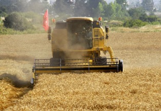 ''Buğday Raporu''