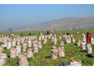 Havucun sofraya zahmetli yolculuğu