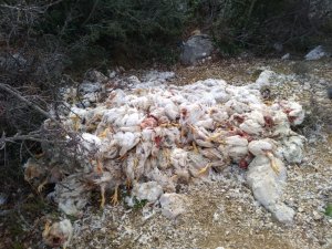 Yüzlerce ölü tavuğu doğaya attılar