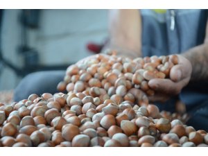 Kabuklu fındık 20 lira oldu