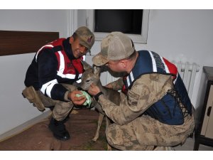 Yaralı karacanın imdadına jandarma yetişti