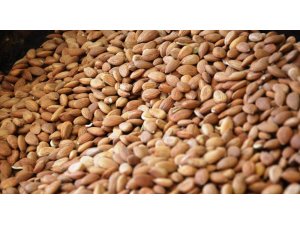 Kayısı çekirdeği, ABD’nin bademine rakip