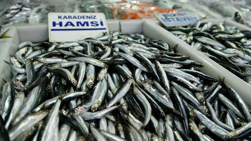 Balıkçılar yeni yılda "hamsi" sevinci yaşıyor