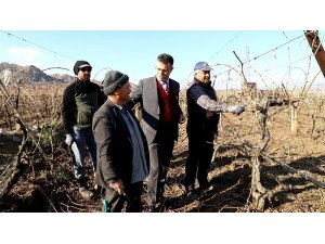 Başkan Öküzcüoğlu bağ budaması yapan çiftçileri yalnız bırakmadı