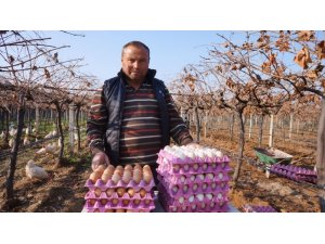 Üzüm üreticisi ’gezen tavuk’ hayalini gerçekleştirdi