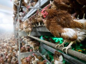 Polonya'da kuş gribi nedeniyle 100 binden fazla kümes hayvanı itlaf edildi