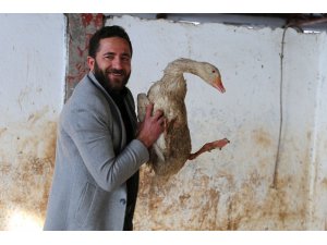 Varto Büyükbaş hayvanlarını satıp kaz çiftliği kurdu