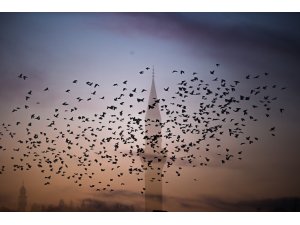 Kütahya'da kargaların gökyüzündeki dansı kamerada