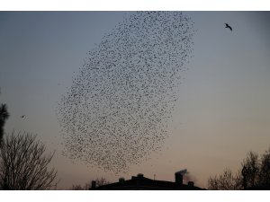 Tekirdağ'da sığırcıkların dansı güzel görüntüler oluşturdu