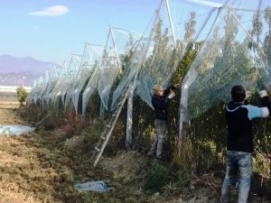 Meyve bahçesini file ile kapattı