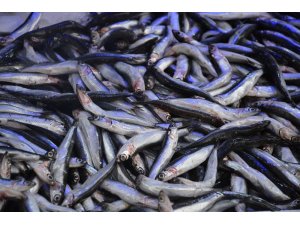 Yerli hamsi uzun bir aradan sonra tezgahlarda