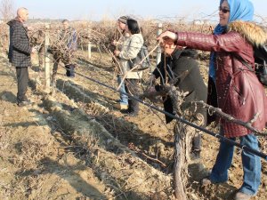 Alaşehir’de bağ budama kurslarına yoğun ilgi