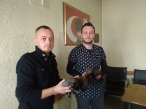 4 yavru köpeği çuvala koyup çöpe attılar
