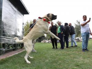 Aydın'da 422 köpeğin değerlendirileceği ırk yarışması başladı