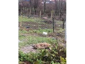 Aç kalan köpeklerin saldırdığı 3 koyun telef oldu