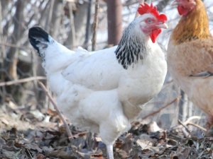 Düzce’de aralık ayında 2,5 milyon tavuk satıldı