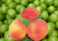 Kansere mucizevi ilaç