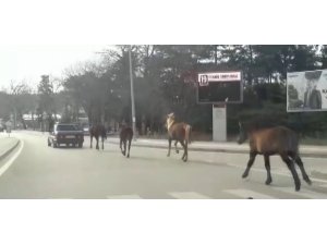 Otomobile bağladığı atları asfaltta metrelerce koşturdu