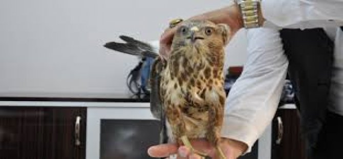 Yaralı atmaca tedaviye alındı