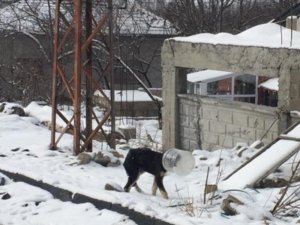 Başı bidona sıkışan yavru köpeği jandarma kurtardı