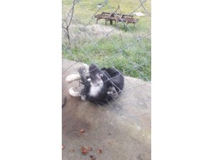 Bahçe tellerine sıkışan köpeği itfaiye kurtardı
