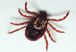 Keneler 9 farklı hastalık sebebi