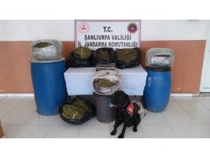 Şanlıurfa’nın Suruç ilçesinde 105 kilo esrar ele geçirildi