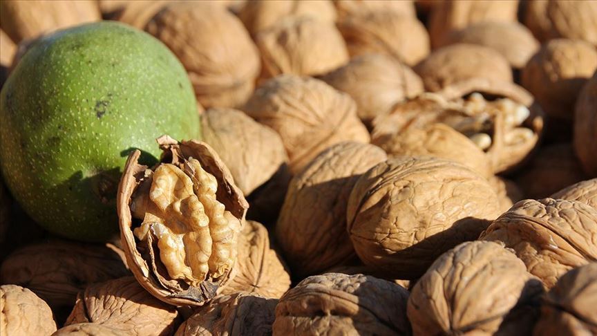 Prof. Dr. Mehmet Sütyemez: "Ceviz artık bir meyveden çok sağlık için kullanılan tablettir"