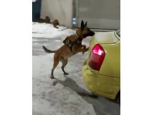Kars’ta 3 kilo uyuşturucu dedektör köpek Odin’e takıldı