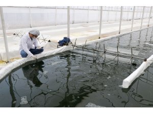 Serada ürettiği yosunu 6 ülkeye ihraç ediyor