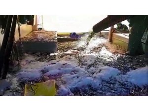 Büyük teknenin hamsiyle dolup taştığı anlar kamerada: Tam 3 bin kasa