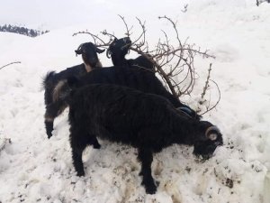 Kahramanmaraş’ta 1 milyon 300 bin küçükbaş hayvan var