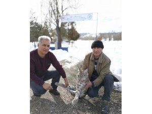 Aç kalan vaşak kazada telef oldu