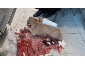 Kanlar içinde yolda buldu